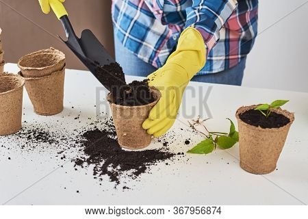 Woman Hands In A Yellow Gloves Transplating Plant. Plant Care Concept
