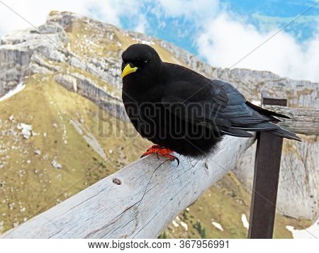 The Alpine Chough (pyrrhocorax Graculus), Yellow-billed Chough, Die Alpendohle Or Zutokljuna Galica 