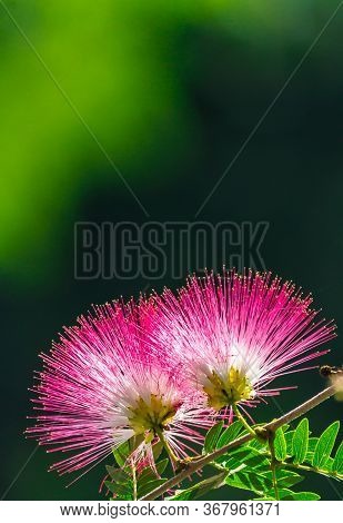 Beautiful Raintree Flower (samanea Saman (jacg.) Merr. ) At Thai Flower Garden