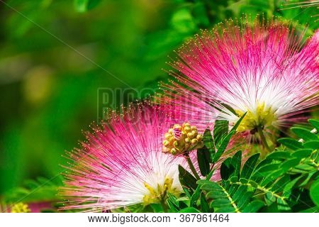 Beautiful Raintree Flower (samanea Saman (jacg.) Merr. ) At Thai Flower Garden