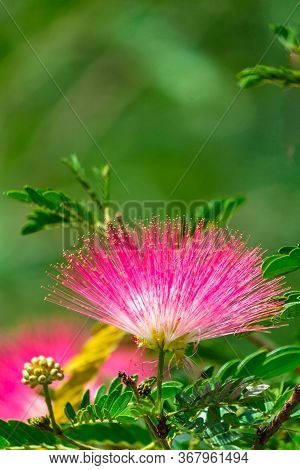 Beautiful Raintree Flower (samanea Saman (jacg.) Merr. ) At Thai Flower Garden