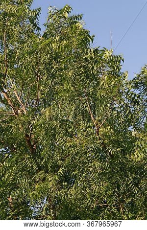 Azadirachta Indica, Commonly Known As Neem, Nimtree Or Indian Lilac