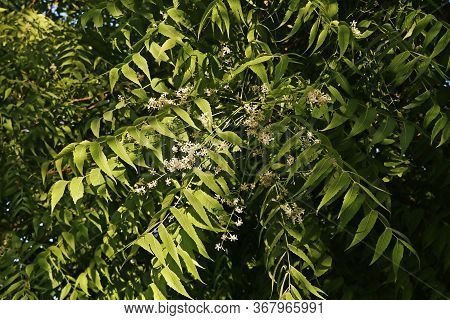 Azadirachta Indica, Commonly Known As Neem, Nimtree Or Indian Lilac