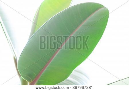 Rubber Figs Big Smooth Green Leaf Of Ficus Elastica. Botanical Macrophotography For Illustration Of 