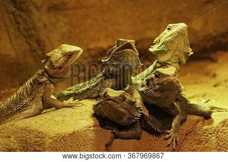 The Oriental Garden Lizard, Eastern Garden Lizard, Bloodsucker Or Changeable Lizard (calotes ... Dor
