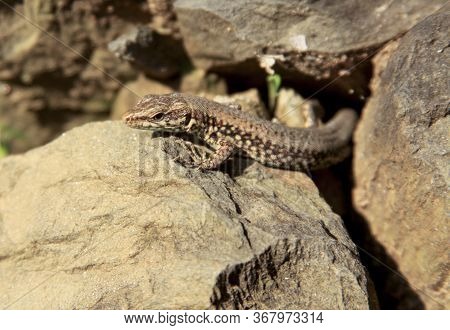 Common European Wall Lizard On Rock