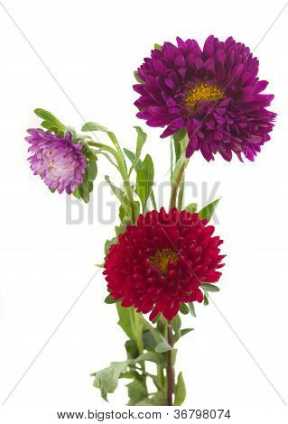 træ aster blomster