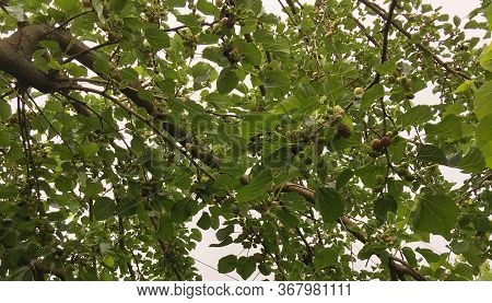 Black And Red And Green Mulberry On A Tree Branch. Fresh Mulberry On A Mulberry Tree.