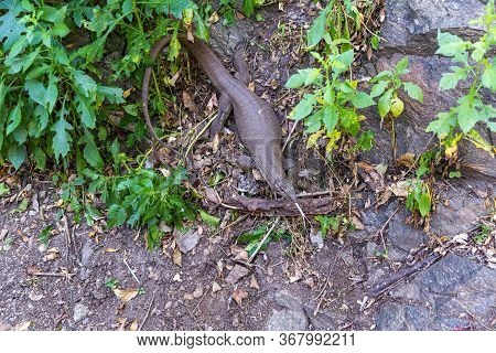 Water Monitor Lizard - Varanus Salvator - In Sri Lanka