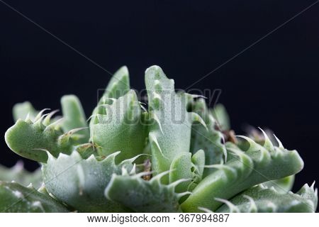 Leaves Of The Succulent Plant Faucaria Felina