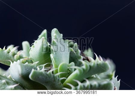 Leaves Of The Succulent Plant Faucaria Felina