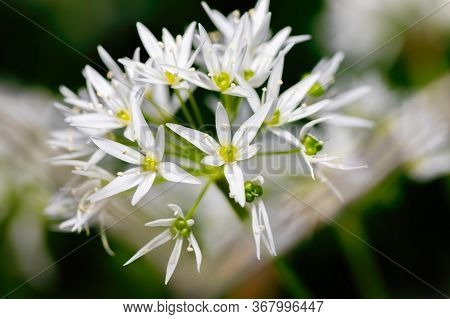 Flowering Wild Garlic Leek (allium Ursine) In The Spring Garden. Healthy Ingredients For Cooking