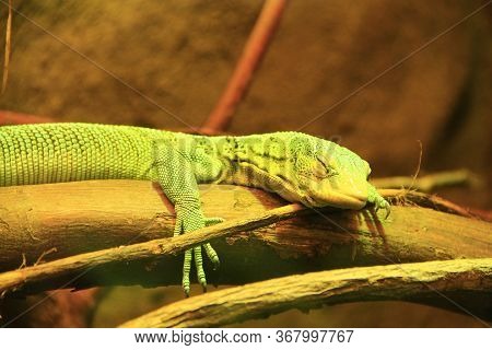 Green Lizard Lying On Wooden Branch In Zoo. Green Lizard Sleeps In Terrarium. Close-up Face Of A Sle