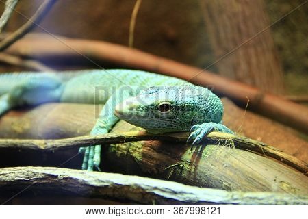 Green Lizard Lying On Wooden Branch In Zoo. Green Lizard Sleeps In Terrarium. Close-up Face Of A Sle