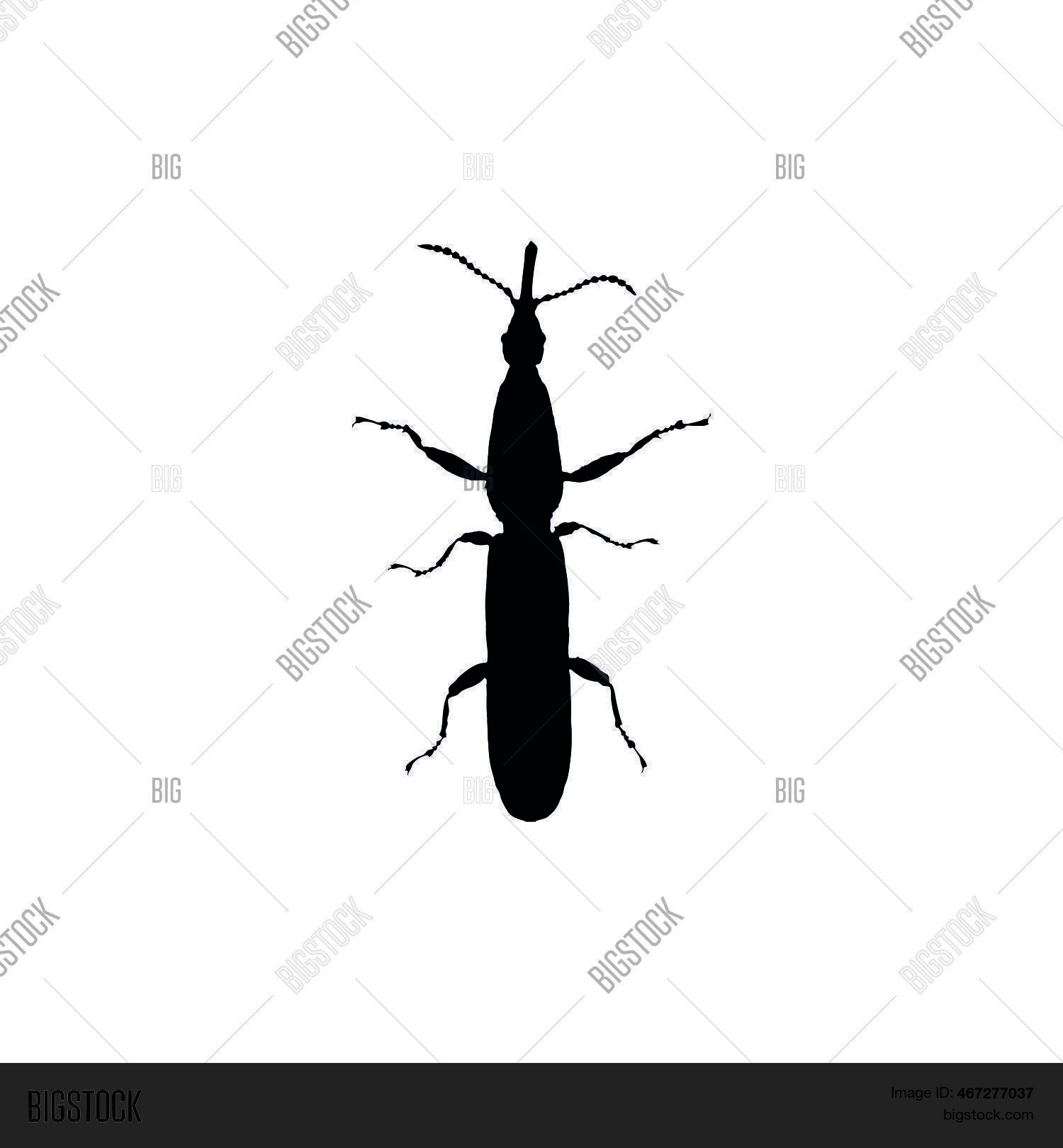 Bug Icon. 矢量图和照片(免费试用) | Bigstock