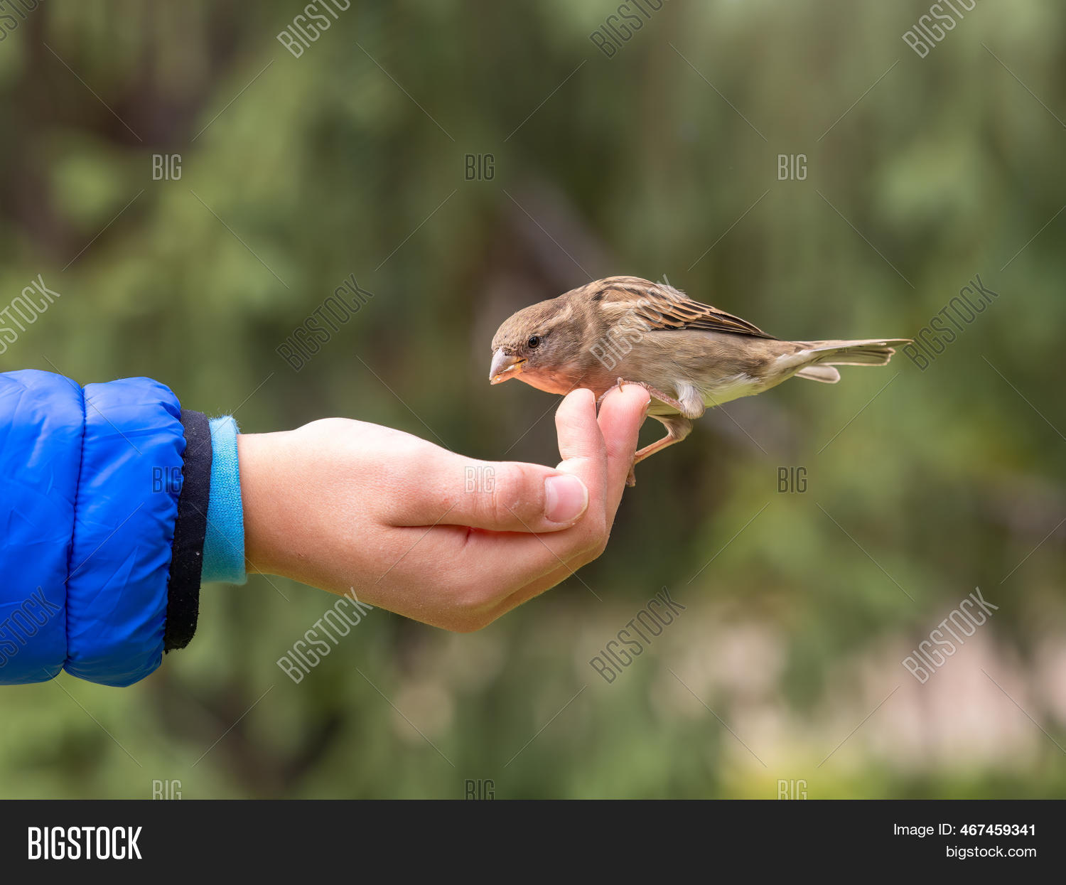Boy Feeds Birds Seeds Image & Photo (Free Trial) Bigstock
