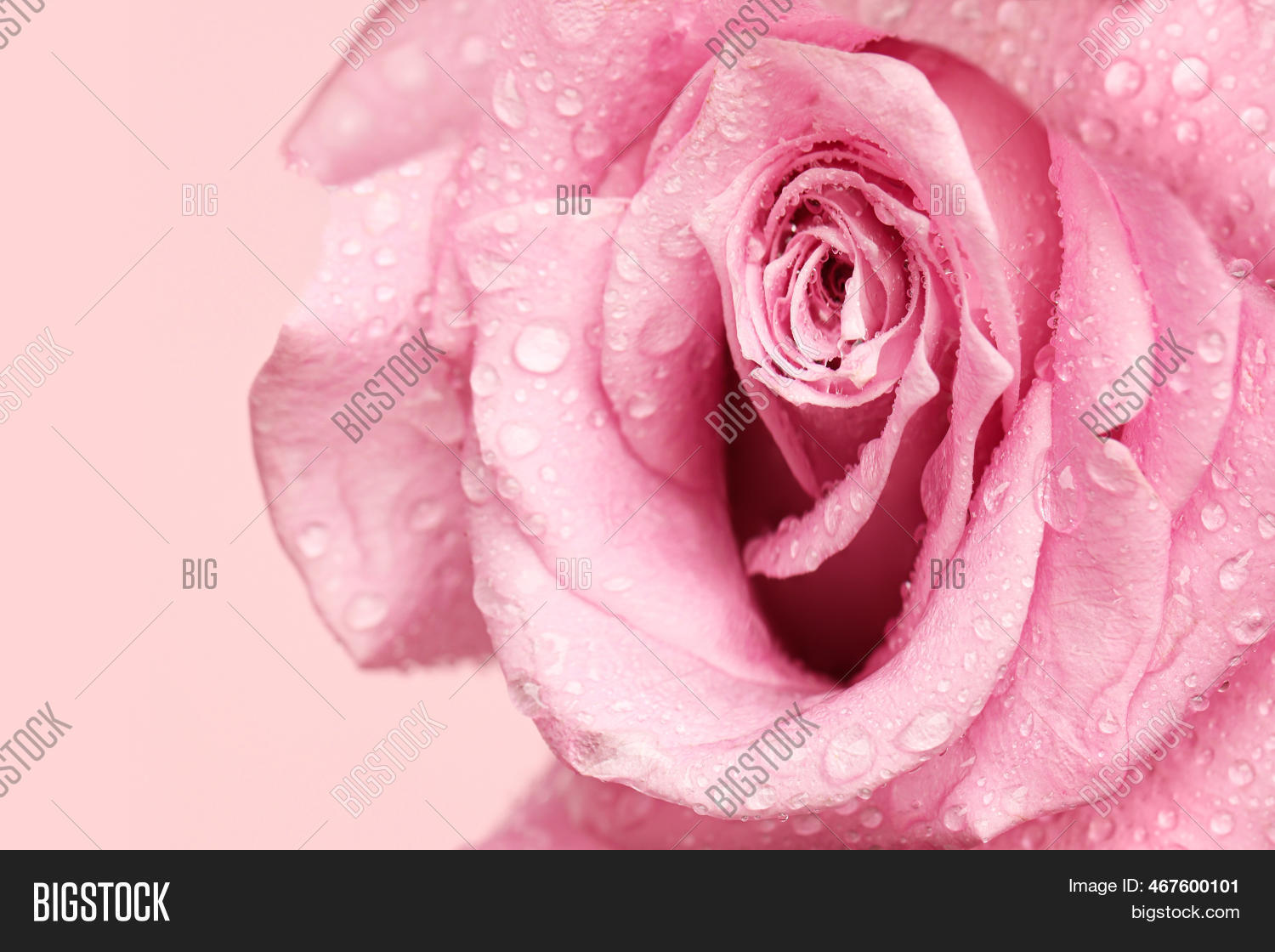 Erotic Metaphor. Rose Image & Photo (Free Trial) Bigstock