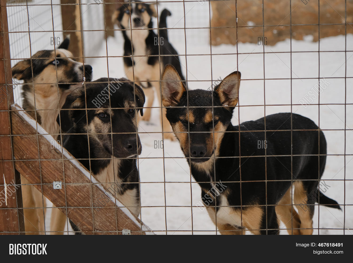 Alaskan Husky Kennel Image & Photo (Free Trial) Bigstock