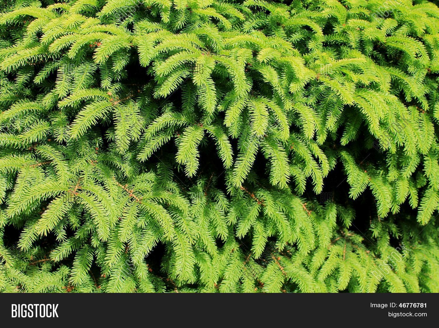 Evergreen Boughs On Image & Photo (Free Trial) | Bigstock