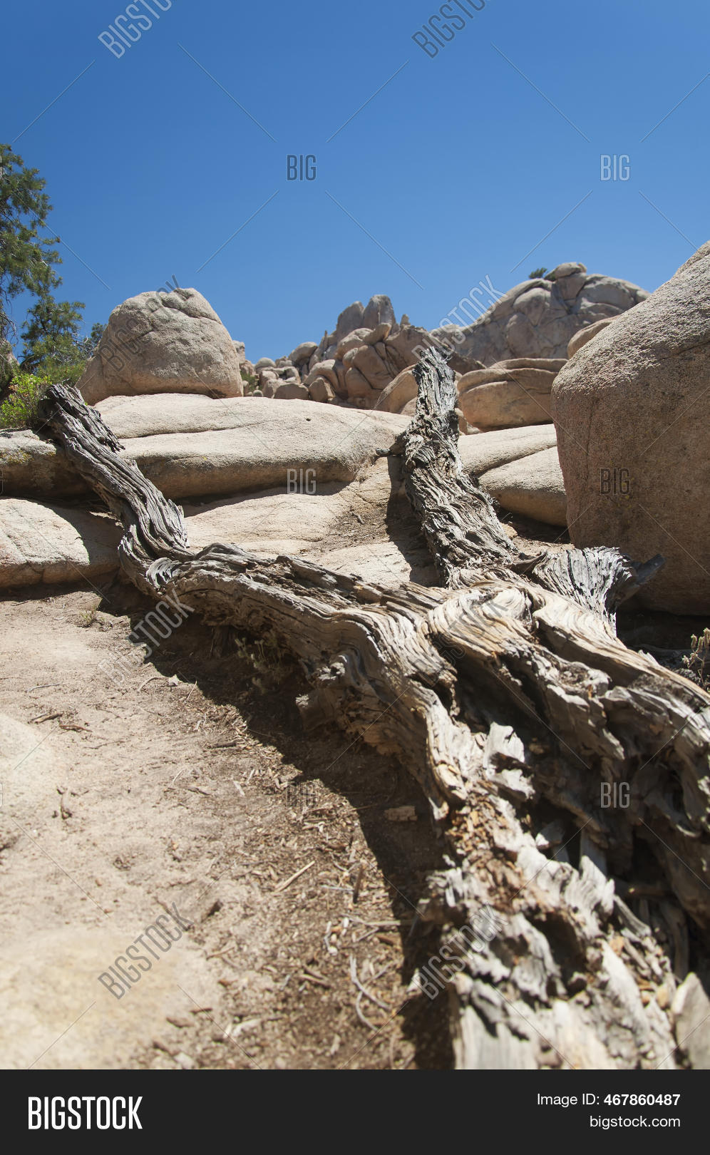 Fallen Dead Tree Image & Photo (Free Trial) | Bigstock