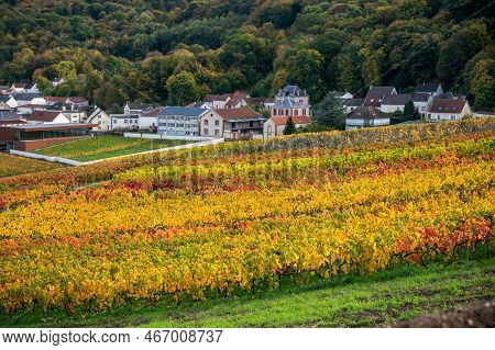 Autumn View On Colorful Grand Cru Champagne Vineyards Near Moulin De Verzenay, Pinot Noir Grape Plan