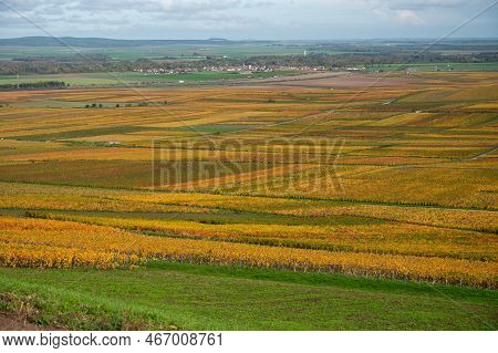 Autumn View On Colorful Grand Cru Champagne Vineyards Near Moulin De Verzenay, Pinot Noir Grape Plan