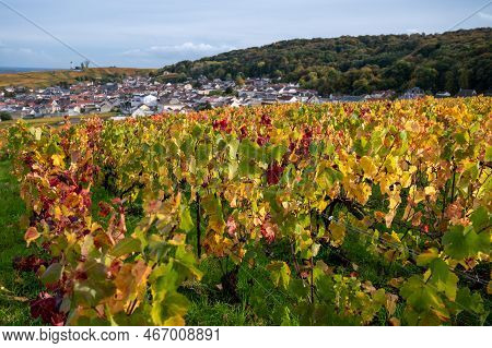 Autumn View On Colorful Grand Cru Champagne Vineyards Near Moulin De Verzenay, Pinot Noir Grape Plan