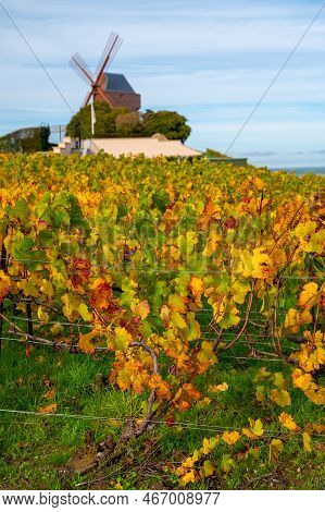 Autumn View On Colorful Grand Cru Champagne Vineyards Near Moulin De Verzenay, Pinot Noir Grape Plan