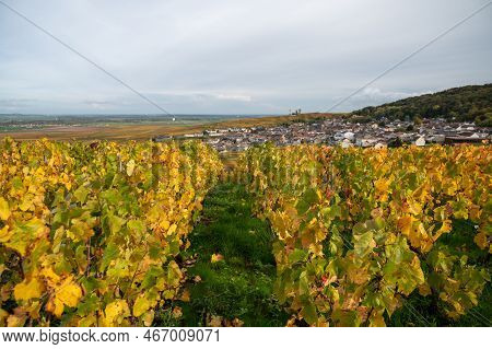Autumn View On Colorful Grand Cru Champagne Vineyards Near Moulin De Verzenay, Pinot Noir Grape Plan