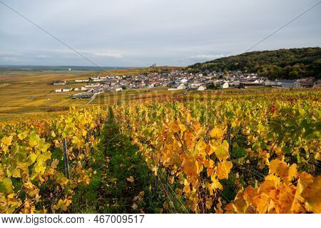 Autumn View On Colorful Grand Cru Champagne Vineyards Near Moulin De Verzenay, Pinot Noir Grape Plan