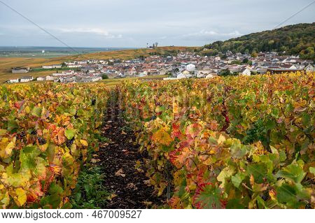 Autumn View On Colorful Grand Cru Champagne Vineyards Near Moulin De Verzenay, Pinot Noir Grape Plan