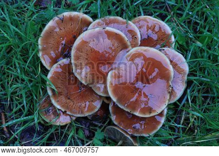 Wild Mushrooms Laying On The Wet Grass