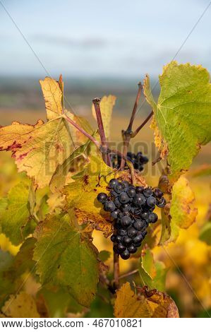 Autumn View On Colorful Grand Cru Champagne Vineyards Near Moulin De Verzenay, Pinot Noir Grape Plan