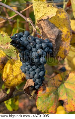 Autumn View On Colorful Grand Cru Champagne Vineyards Near Moulin De Verzenay, Pinot Noir Grape Plan