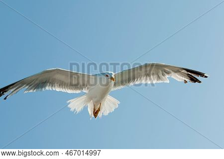 Close Up Of A Swhite Eagull With Open Wings Seen From Its Front. Galicia