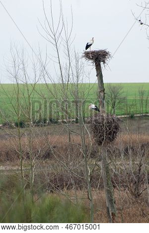 Storch Nests On A Tree. Daimiel, Ciudad Real. Spain