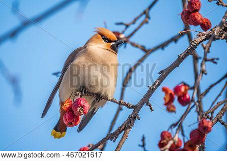 Bohemian Waxwing Sitting On A Wild Apple Tree In Winter Or Early Spring Day. The Waxwing, A Beautifu
