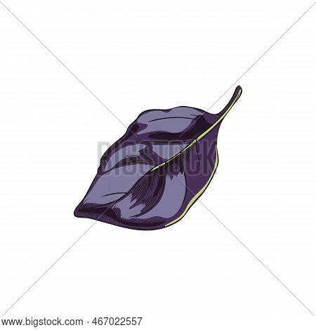 Red Rubin Basil Single Leaf Sketch Vintage Style Vector Illustration Isolated.