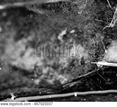 Selective Focus On A Section Of A Water Scorpion Insect Just Below The Water Surface.