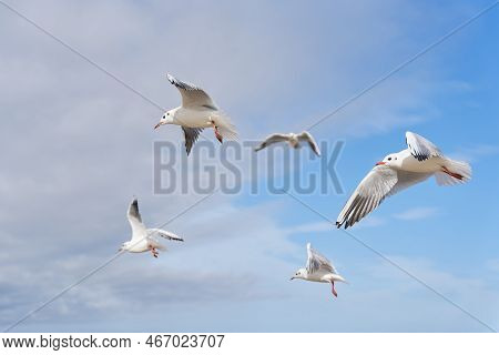 Black-headed Gulls, Chroicocephalus Ridibundus In The Sky Over The Polish Baltic Sea Coast Near Swin
