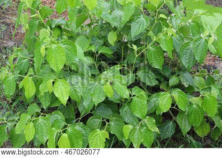 Spice And Tasty Piper Chaba Leaf On Tree