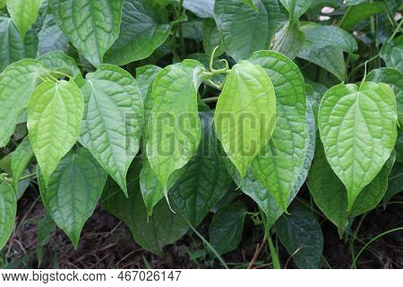 Spice And Tasty Piper Chaba Leaf On Tree