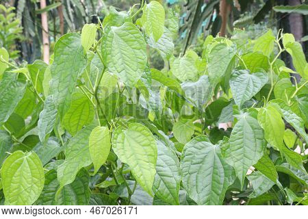 Spice And Tasty Piper Chaba Leaf On Tree