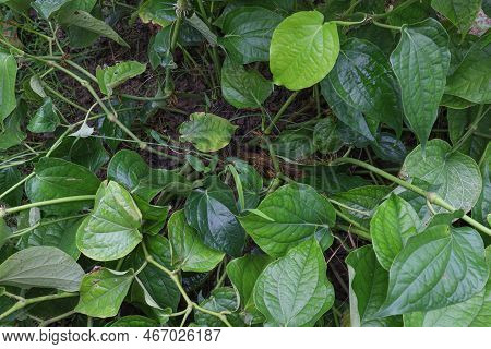 Spice And Tasty Piper Chaba Leaf On Tree