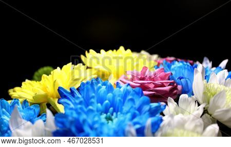 Multicolored Flowers Over Black Background Side View Macro Shot Stock Photo