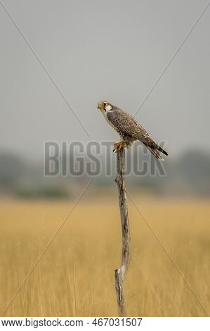 Laggar Falcon Or Falco Jugger Perched On Branch In Scenic Landscape Of Grassland At Tal Chhapar Sanc