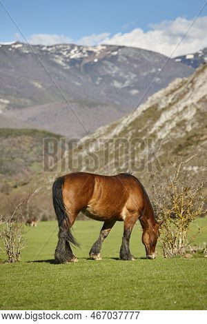 Horse In A Green Valley. Castilla Y Leon Landscape. Spain