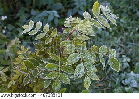 Top Of The Young Ash Tree With Leaves Covered With Hoarfrost, View In Overcast Autumn Morning In Sel