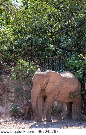 Closeup Of An Adult African Desert Elephant - Loxodonta Africana- And Her Calf Wandering In The Dese