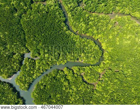 Amazing Abundant Mangrove Forest, Aerial View Of Forest Trees Rainforest Ecosystem And Healthy Envir